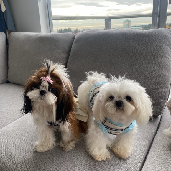 Meet your Posher, Rey - Picture 4 of 11